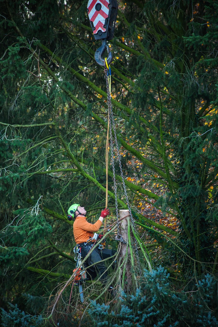 Quand et pourquoi abattre un arbre de grande taille ?