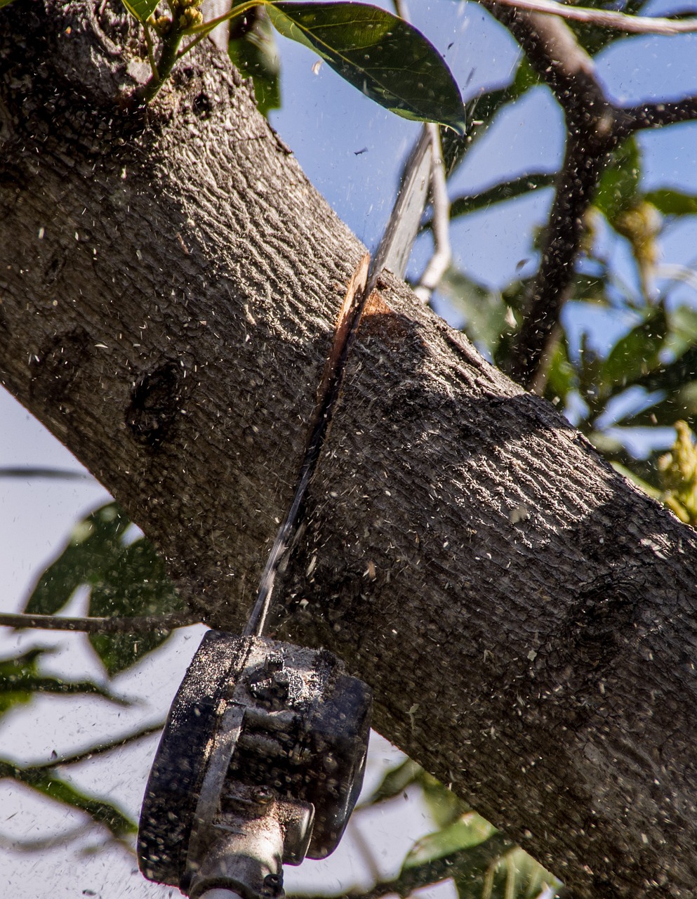 Élagage des arbres de grande taille : techniques et outils indispensables