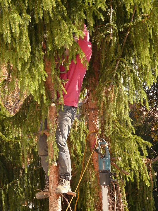 Les réglementations à connaître avant d’abattre un arbre de grande taille