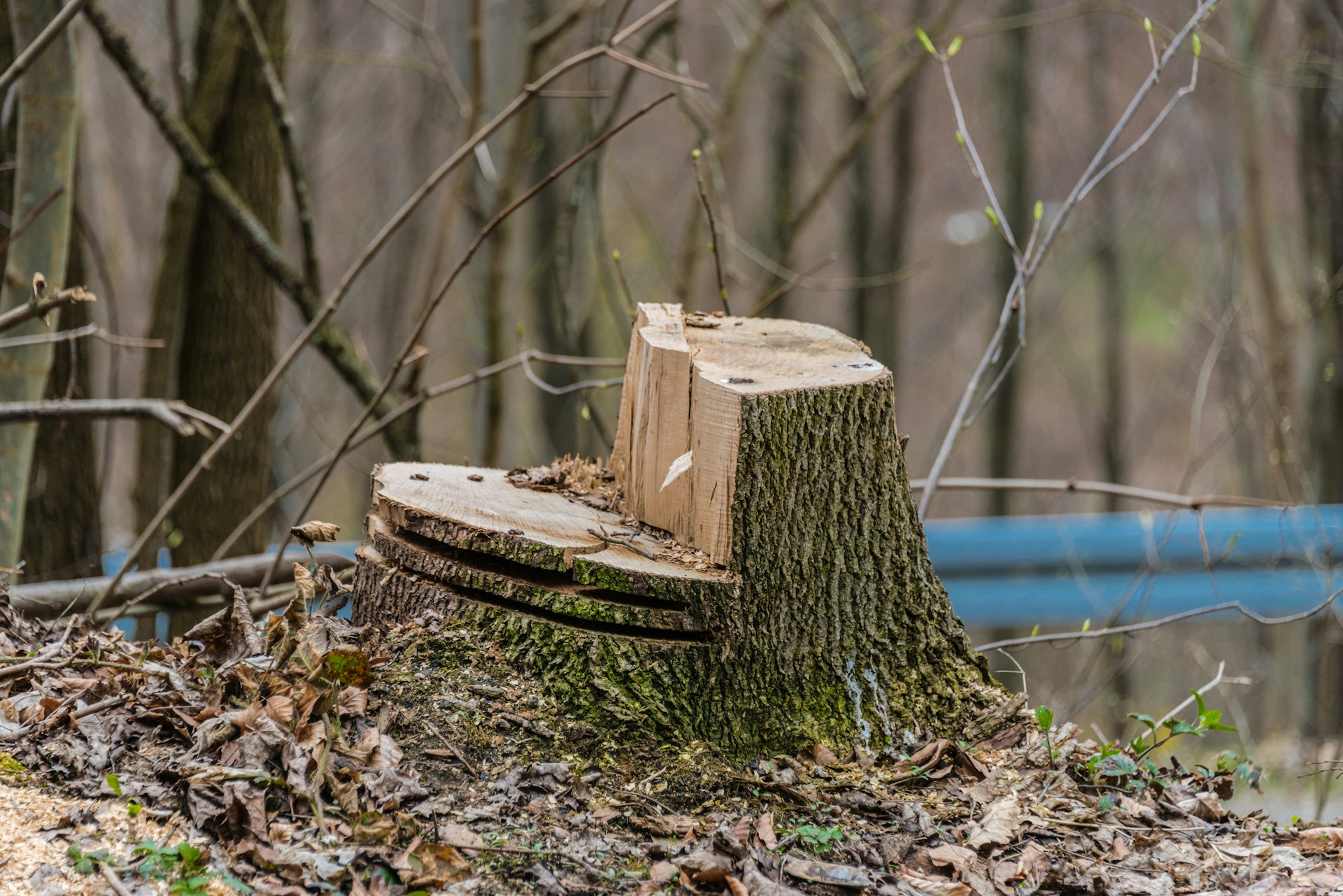 Les avantages de l’abattage d’arbre pour l’entretien de votre jardin