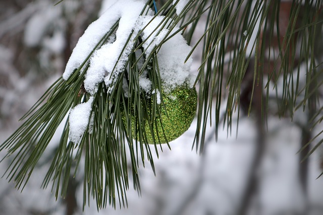 Les Mois Idéaux pour la Plantation des Arbres d’Ornement