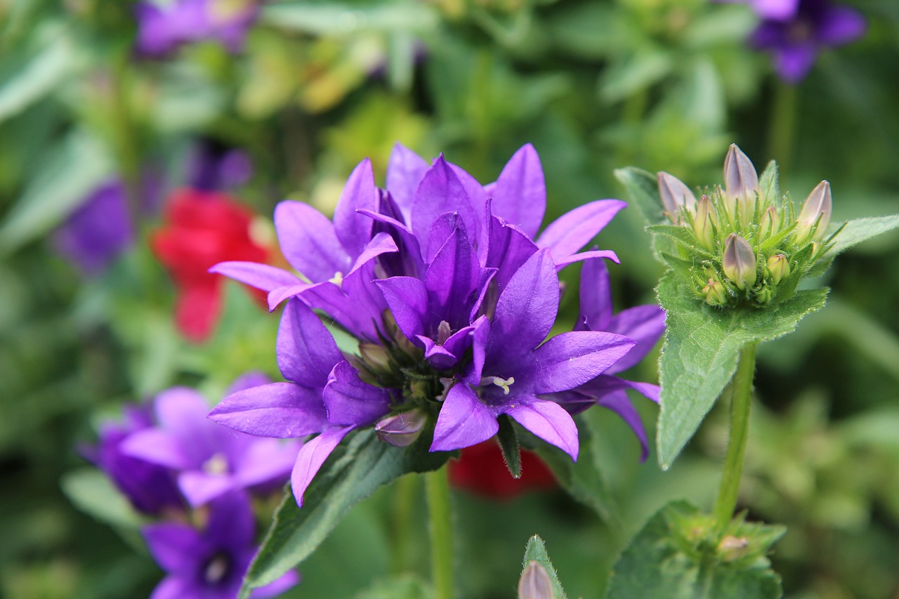 Quand tailler vos plantes pour une meilleure croissance ?