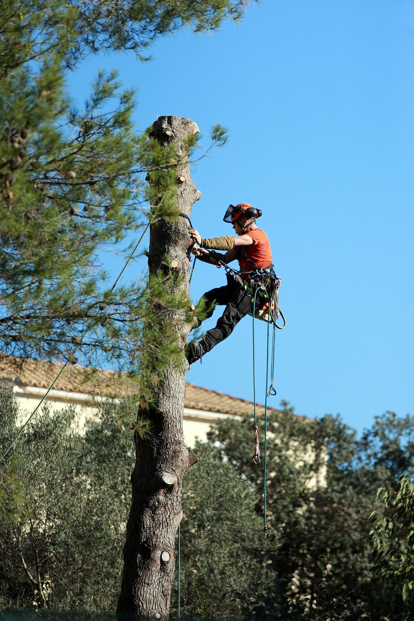 Les équipements indispensables pour l’élagage d’arbres dangereux