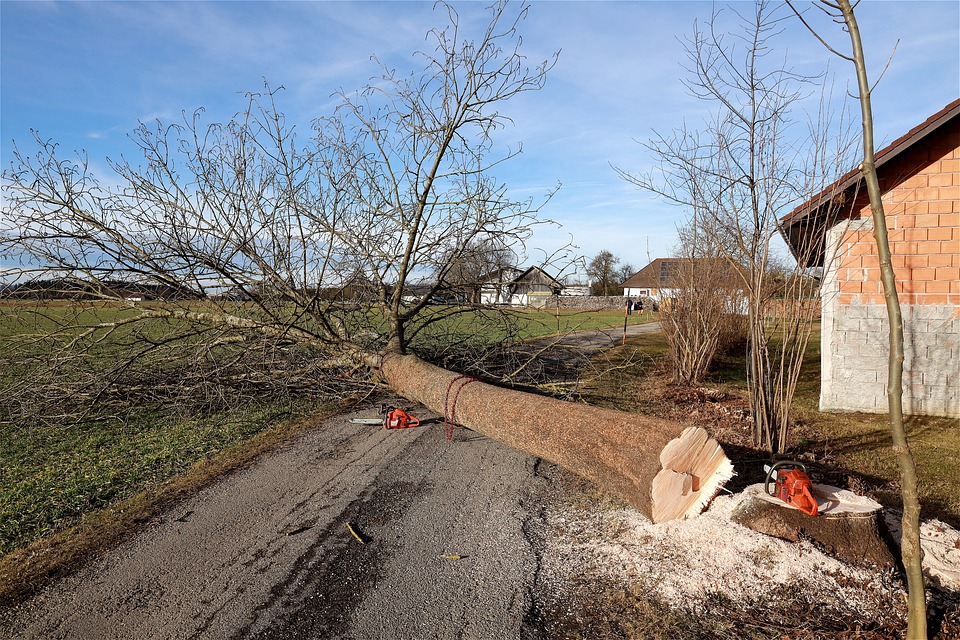 L’élagage : une nécessité pour les arbres dangereux