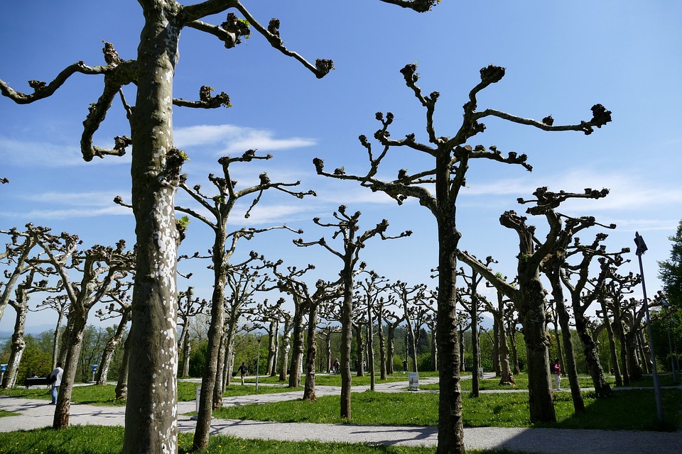 Les erreurs à éviter lors de la taille des haies en automne