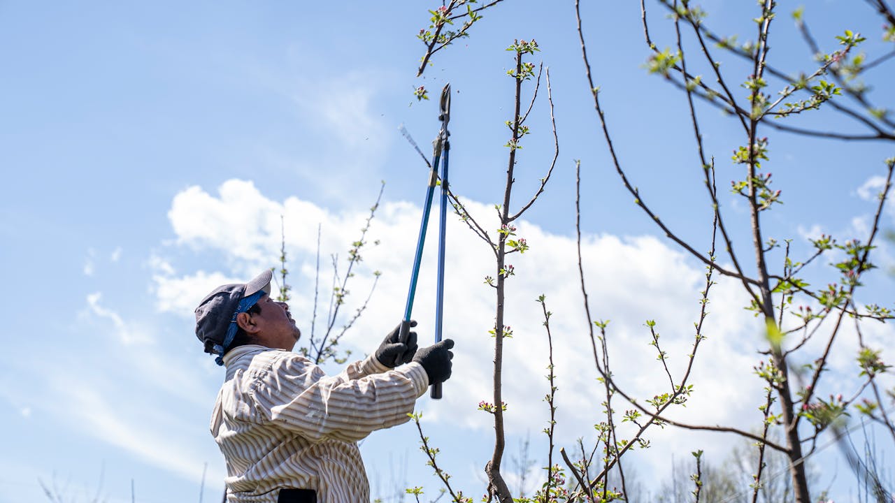 Les haies à tailler au printemps pour un jardin en pleine santé