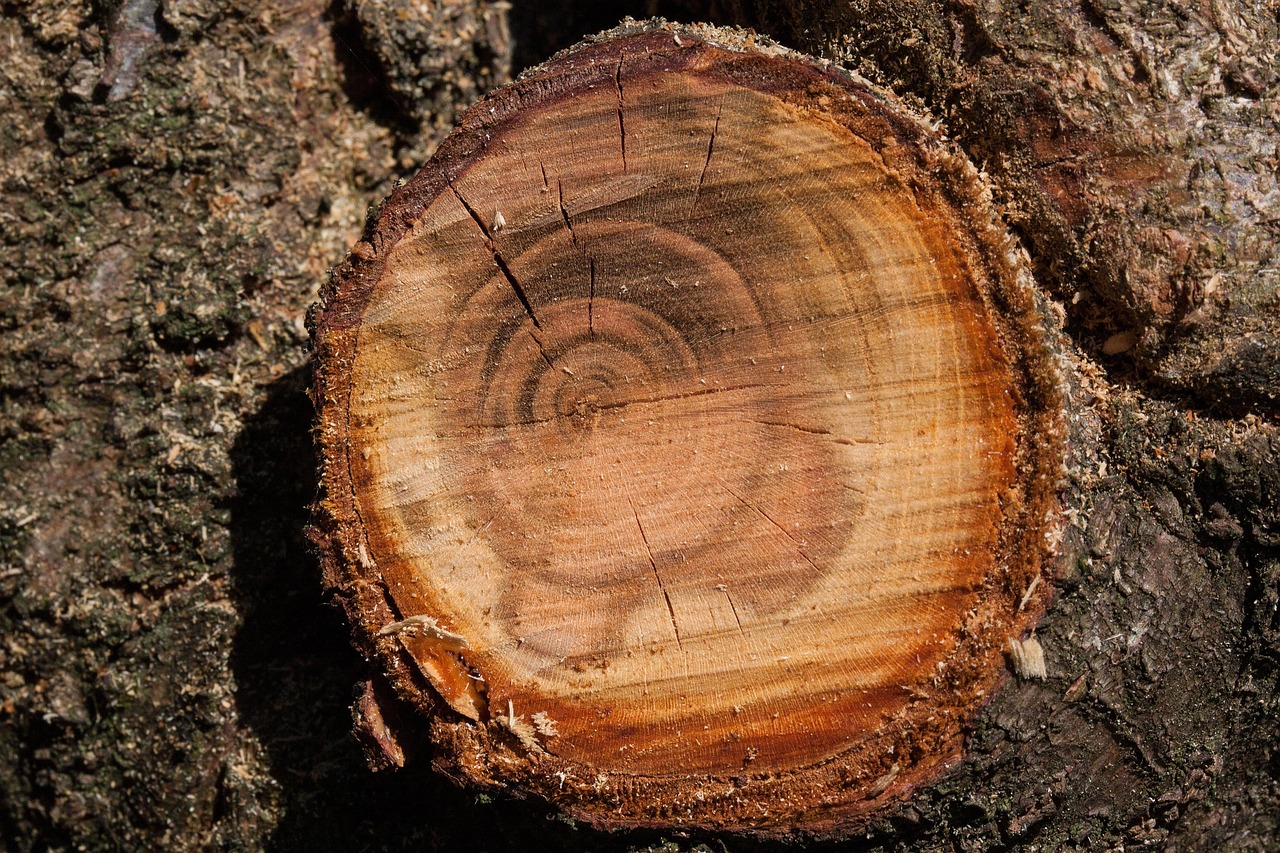 Dessouchage d’arbres : comment gérer les souches près des structures existantes ?